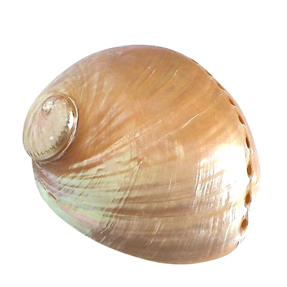 Rare 6.5" Polished White Abalone Mother-Of-Pearl Shell Collectible